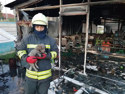 Y­a­n­g­ı­n­d­a­ ­m­a­h­s­u­r­ ­k­a­l­a­n­ ­y­a­v­r­u­ ­k­e­d­i­y­i­ ­i­t­f­a­i­y­e­ ­e­r­l­e­r­i­ ­k­u­r­t­a­r­d­ı­
